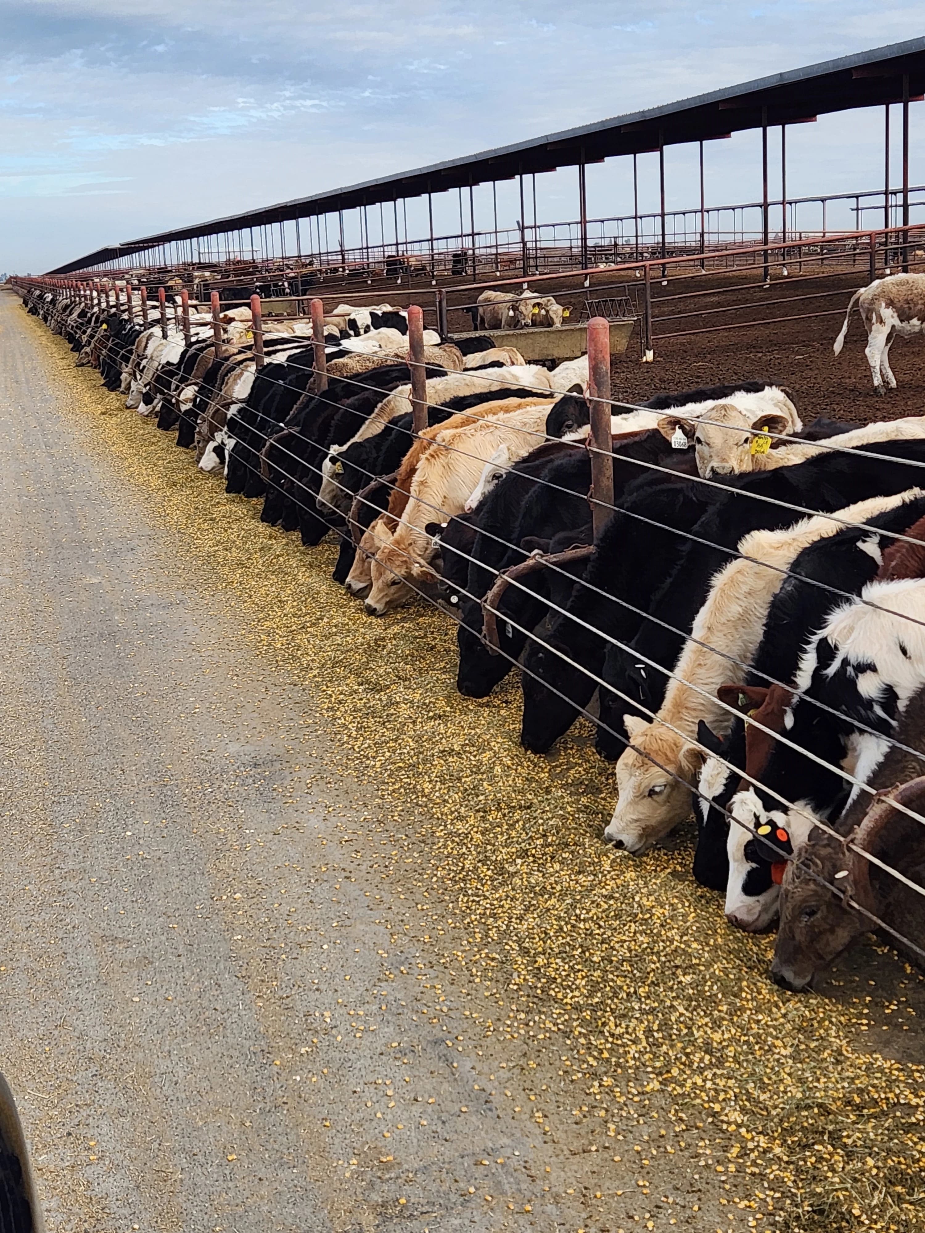 Calves feeding at the bunk